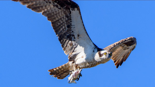 10 fascinating species of the Sonoma Coast