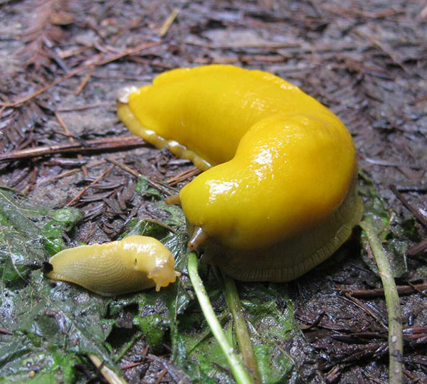 All hail the banana slug!