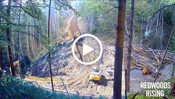 Removing old logging roads from redwood forests