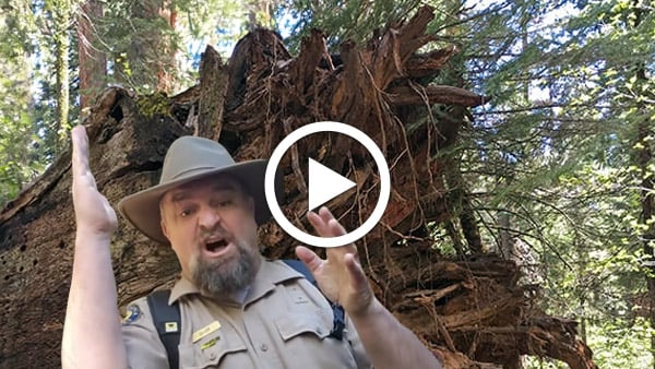 When a redwood tree falls