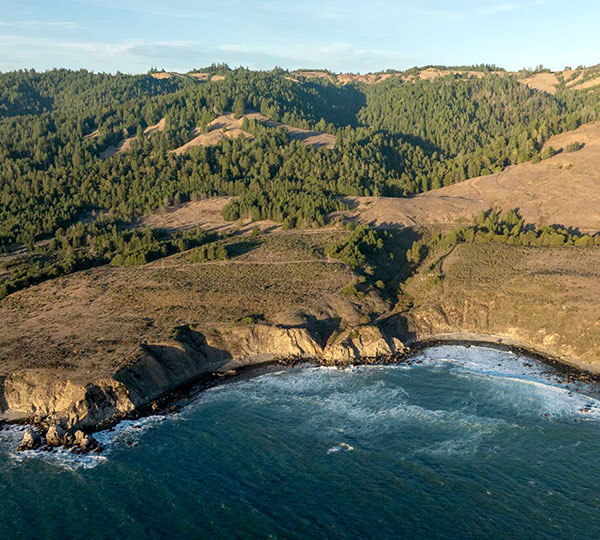 Supporters worldwide help save iconic forest