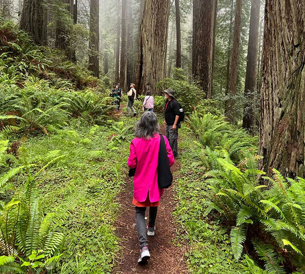 5 wonderful winter hikes in the redwoods