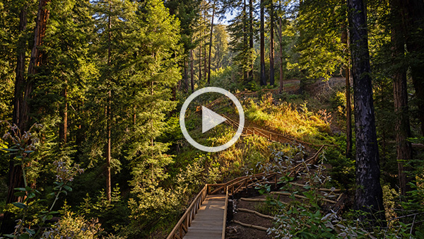 Renovated Pfeiffer Falls Trail debuts in Big Sur