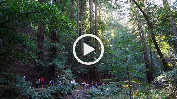 Students explore fascinating link between redwoods and the bay