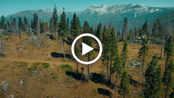 How to restore a giant sequoia grove