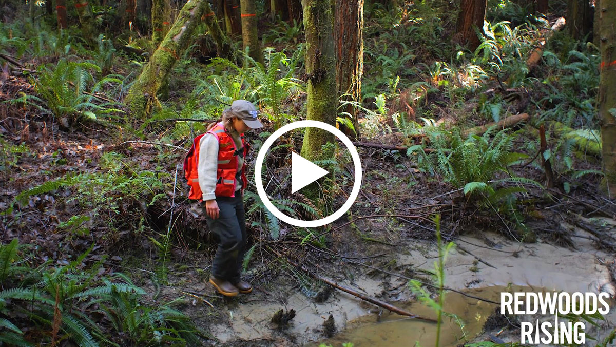 How ‘daylighting’ brings buried streams back to life