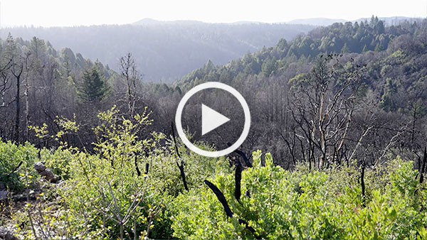 Explore new trails at San Vicente Redwoods