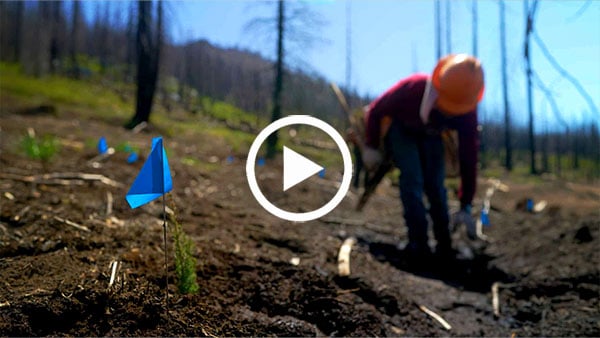 Video: Pace of giant sequoia protection accelerates