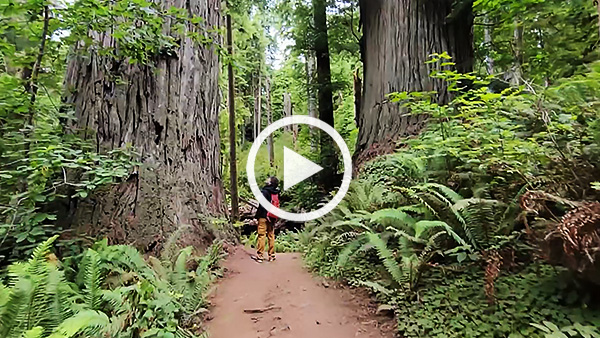 10 must-see spots in Redwood National and State Parks
