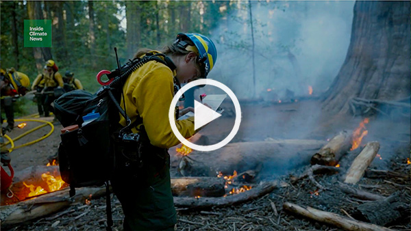 Prescribed burning can save giant sequoias