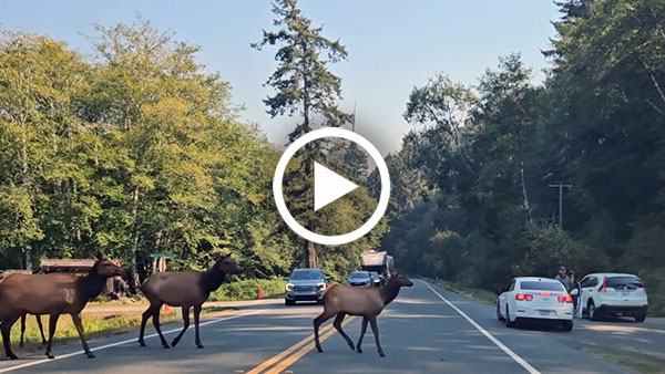 Redwoods traffic jam