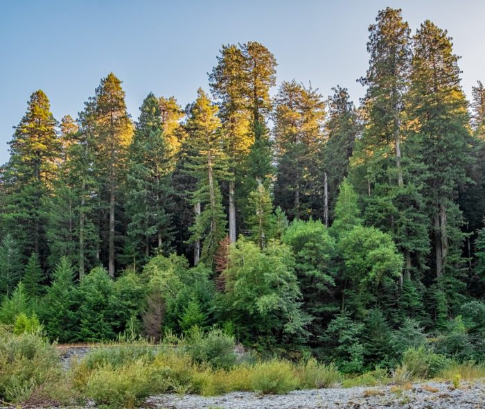 A lush, green forest along a dry creek