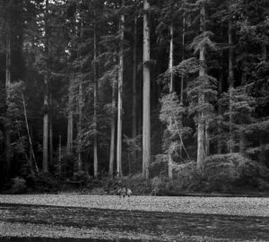 Black and white photo of a forest next to a dry creek, with hikers in the distance