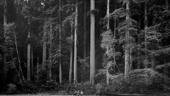 Black and white archival photo of a redwood grove taken in the 60s