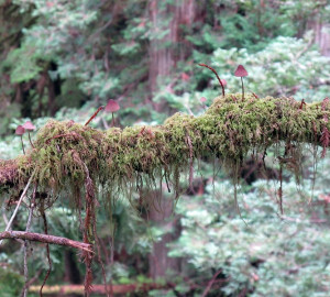 Epiphytic mushrooms and moss growing on a redwood branch. Photo by Steve Sillett