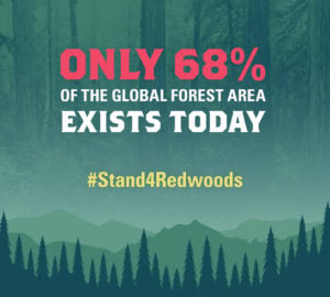 Only 68% of the global forest area exists today