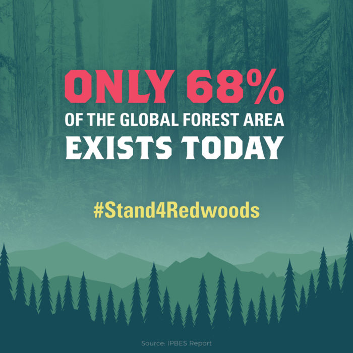 Only 68% of the global forest area exists today