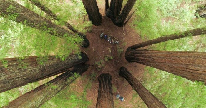 A bird's-eye view of a forest clearing surrounded on all sides by a ring of tall redwood trees