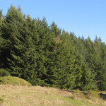 The Four Corners property is covered with redwoods.