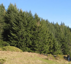 The Four Corners property is covered with redwoods.