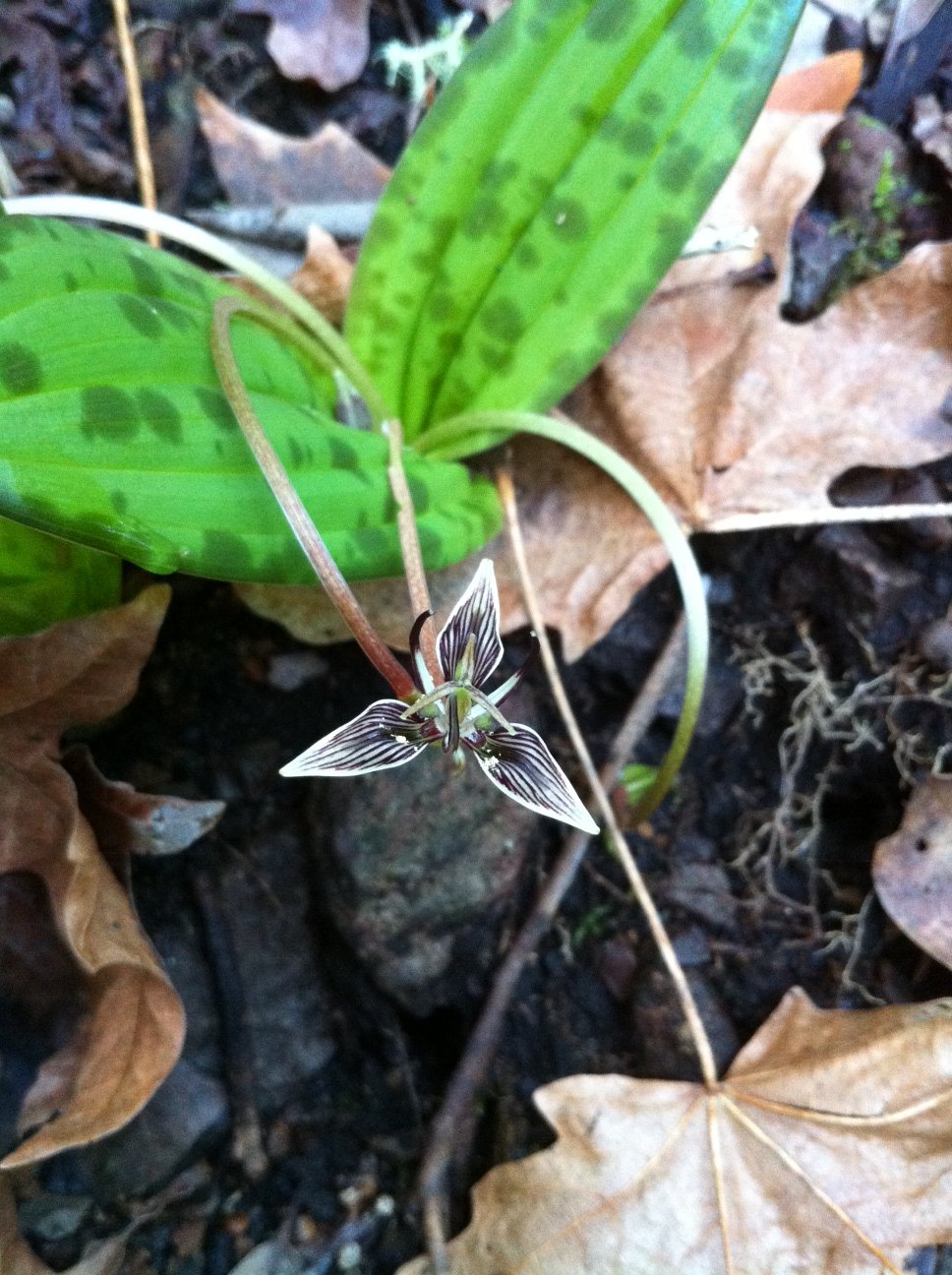 Fetid Adder's Tongue is an early blooming wildflower in the coast redwood forest.