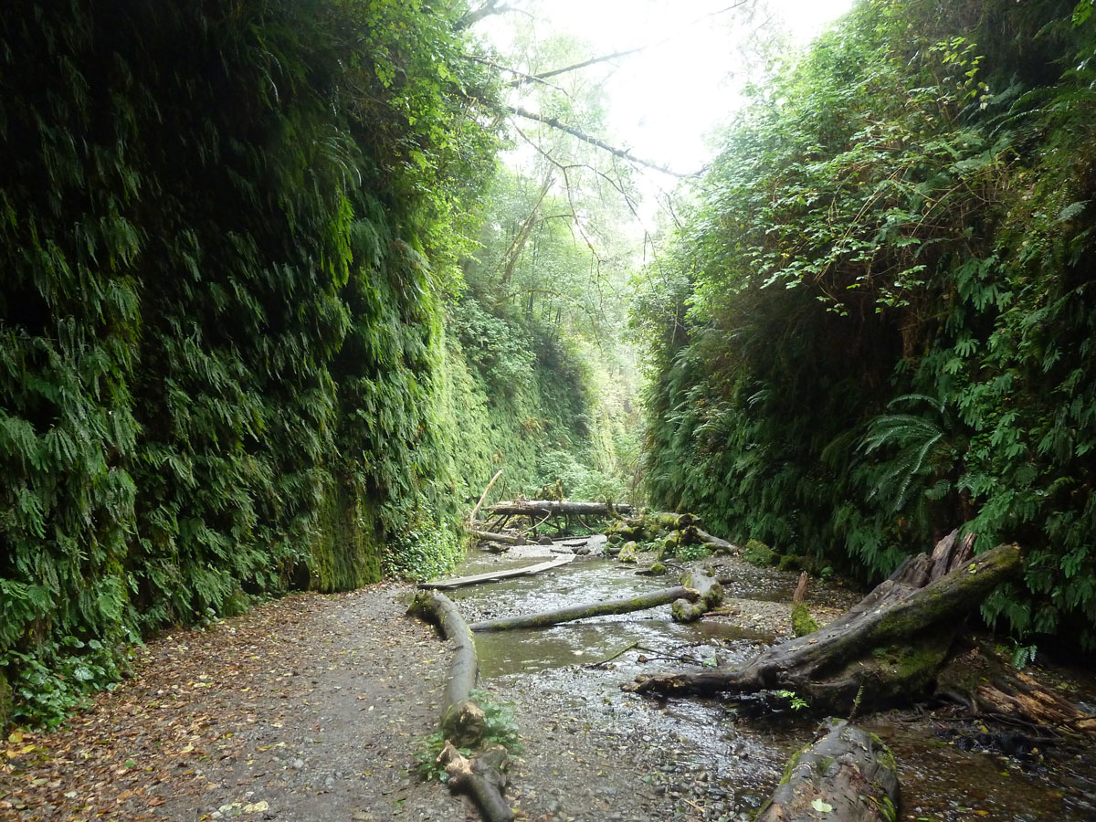 Looking down Fern canyon in Prarie Creek Redwoods State Park.