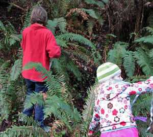 Even the youngest scientists can help us track the health of the redwood forest with our Fern Watch project.