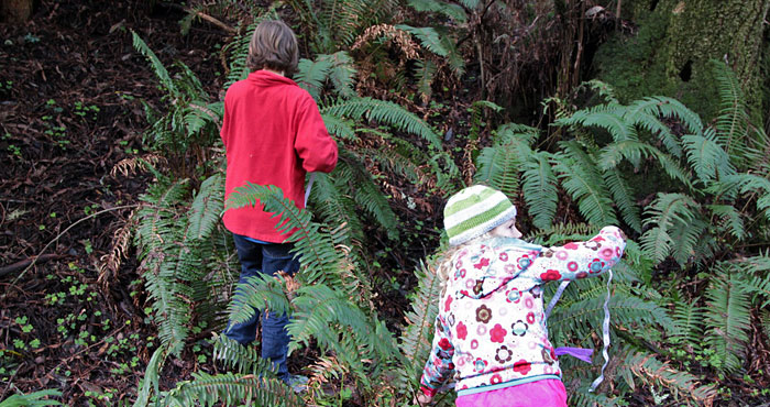 Even the youngest scientists can help us track the health of the redwood forest with our Fern Watch project.
