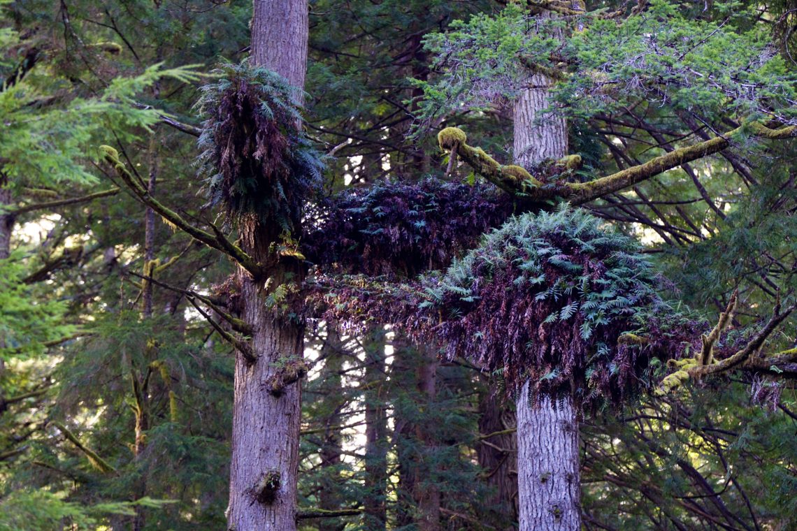 Fern mats create entire ecosystems high in the redwood canopy Save
