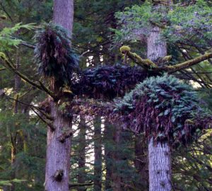 Fern mats create entire ecosystems high in the redwood canopy