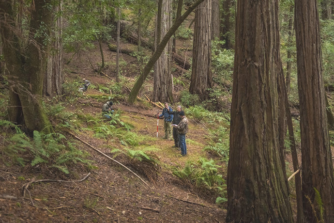 Harold Richardson Redwoods Reserve