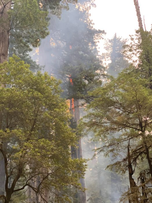 jedediah smith canopy fire