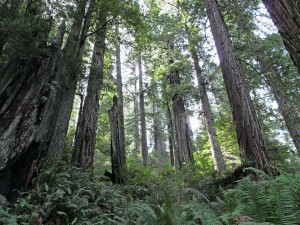 Burned tree in Redwood National Park.