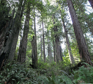 Burned tree in Redwood National Park.