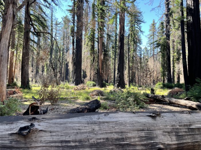 Big Basin forest regrowth