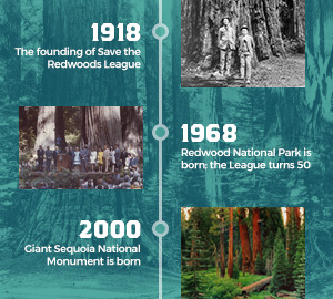 Visitors in the 1920s stand among colossal giant sequoia in what is now Calaveras Big Trees State Park. Photographer unknown, circa 1920s, Save the Redwoods League photograph collection, BANC PIC 2006.030. The Bancroft Library, UC Berkeley.