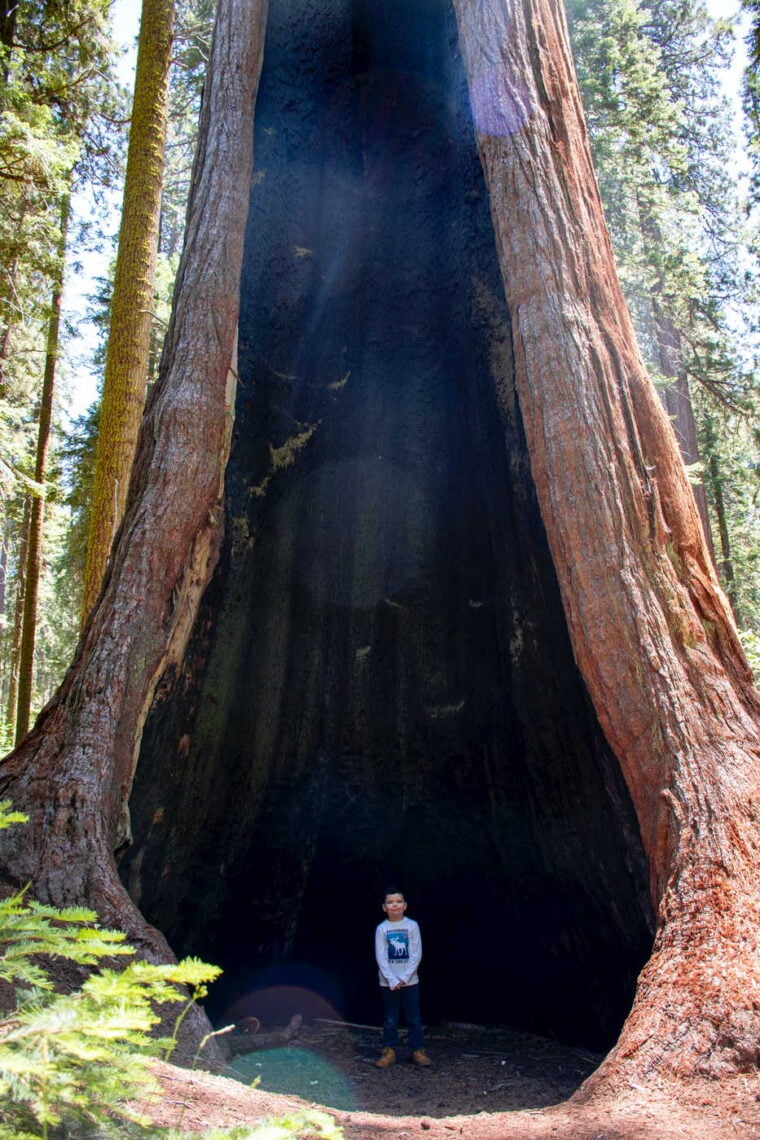 A child stands in a tall dark cavity in a giant sequoia