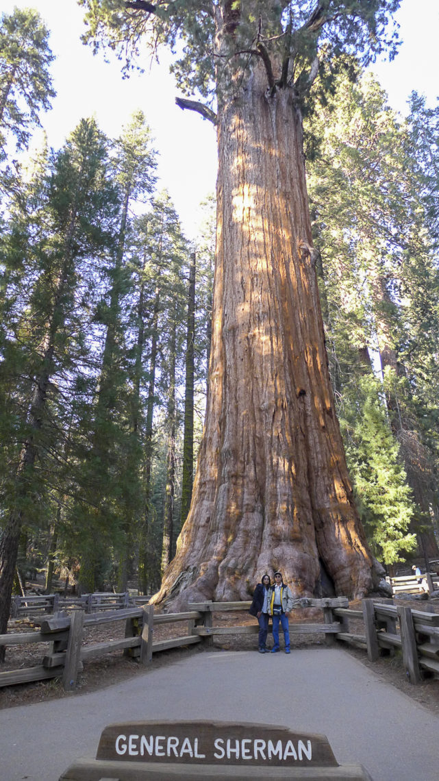 A huge giant sequoia surrounded by a wooden fence. Two people stand in front of the fence in the midground. In the foreground, a sign stands with the name of the tree, General Sherman. Smaller trees stand in the background.