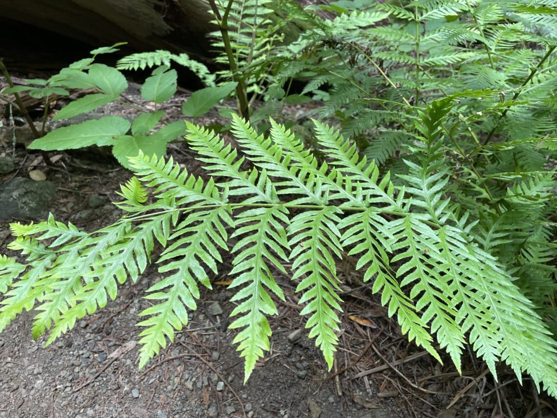 A closeup of a bright green giant chain fern