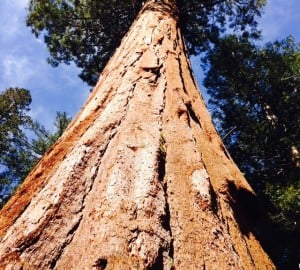 giant sequoia