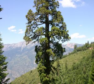 Giant Sequoia National Monument. Photo by Rob York