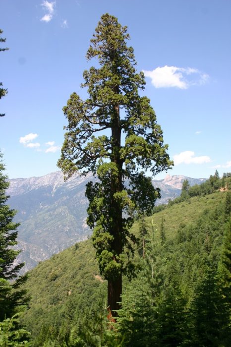 Giant Sequoia National Monument. Photo by Rob York