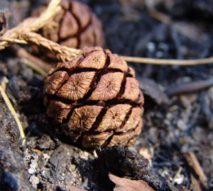 Giant sequoia cones. Photo by Mark Bult