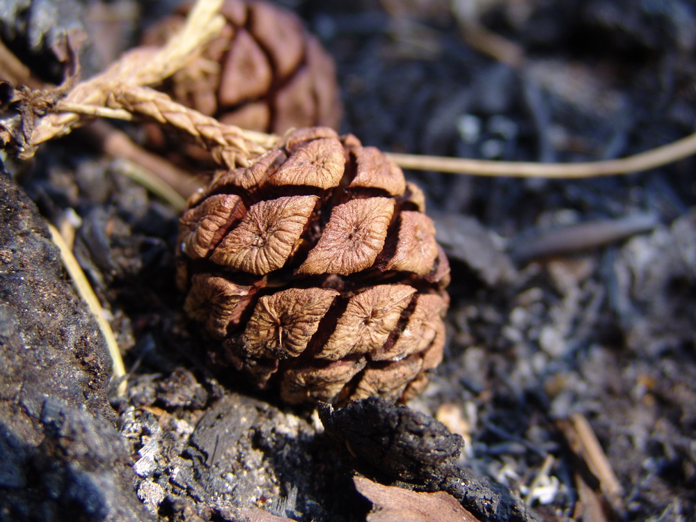 Giant sequoia cones. Photo by Mark Bult