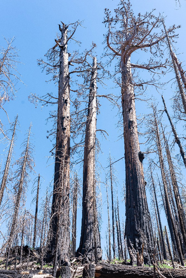 These are among the 53 giant sequoia greater than 3 feet in diameter that were burned in the intense Pier Fire of 2017 in the Black Mountain Grove. Of the 53, 31 were at least 10 feet in diameter. Photo by Fig & Olive Photography