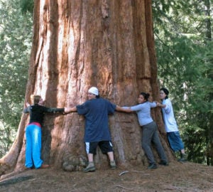 Giant sequoias are some of the world's largest trees.