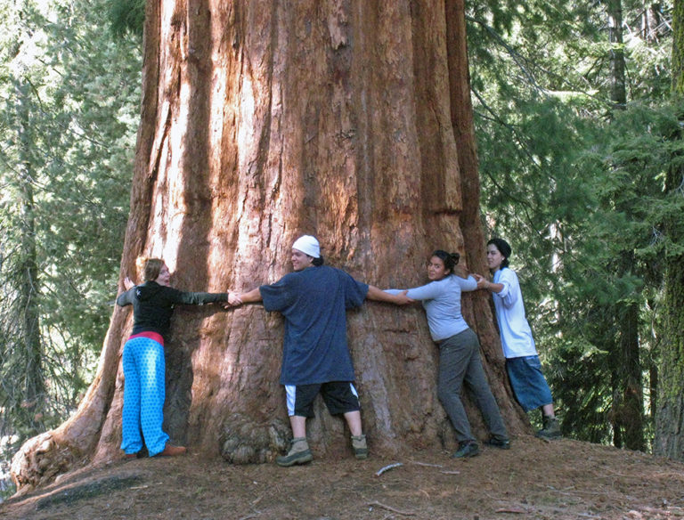 the wonder of the giant sequoias essay the wonder of the giant sequoias essay