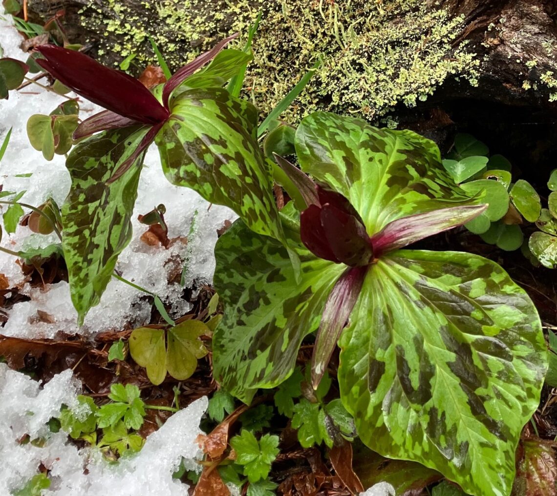 Snow lies around red flowers will broad, mottled leaves.