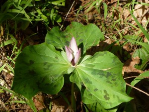 Trillium chloropetalum, the Giant Wake Robin, in the Santa Cruz Mountains. Photo by Gordon Clark, POST.