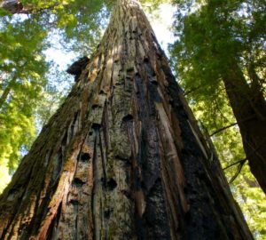 An upward-angle shot captures the sense of height of Giant Tree. 